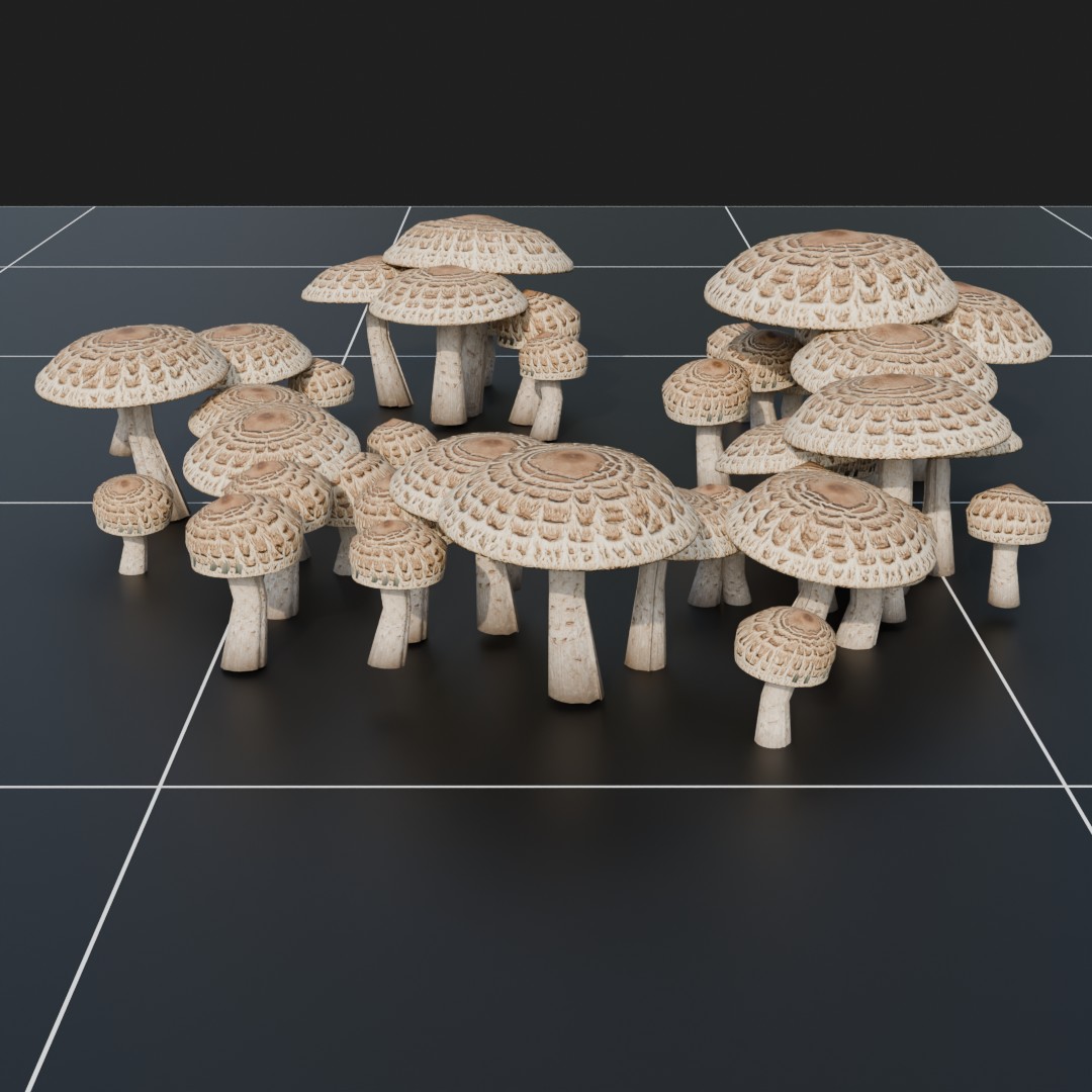 Forest Floor Mushroom Collection 2